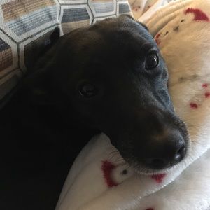 Meet your Posher, Samantha